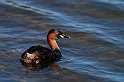 Little grebe - G